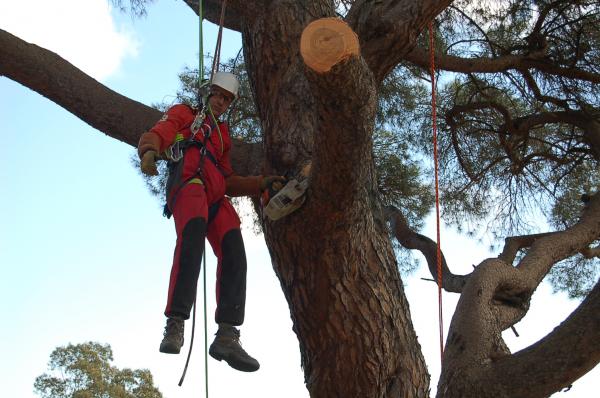 EEts Francki Laclaverie  : Elagage d'arbres Saint Tropez, Sainte Maxime, Cogolin, Cavalaire VAR 