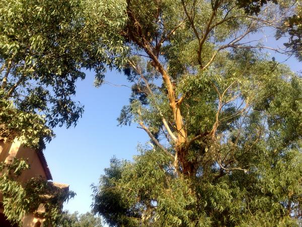 Les eucalyptus : les eucalyptus couper