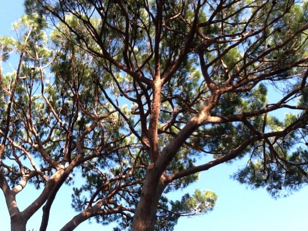 Un arbre nettoyé, c'est beau ! 