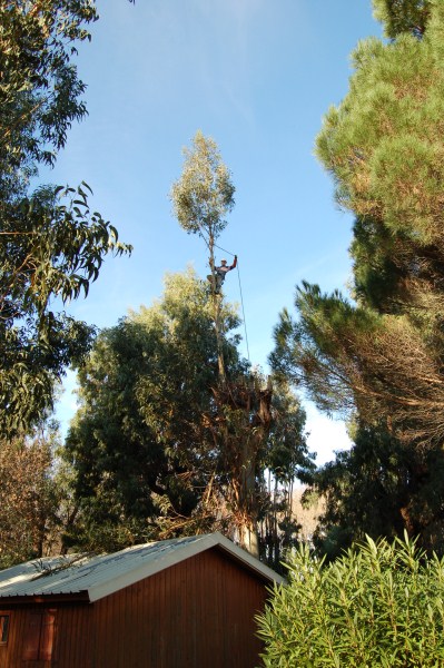 Démontage d'un eucalyptus