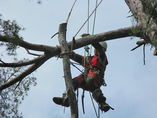 Démontage d'arbres mal placés : démontage arbre Saint Tropez, Ramatuelle, Grimaud, Sainte Maxime