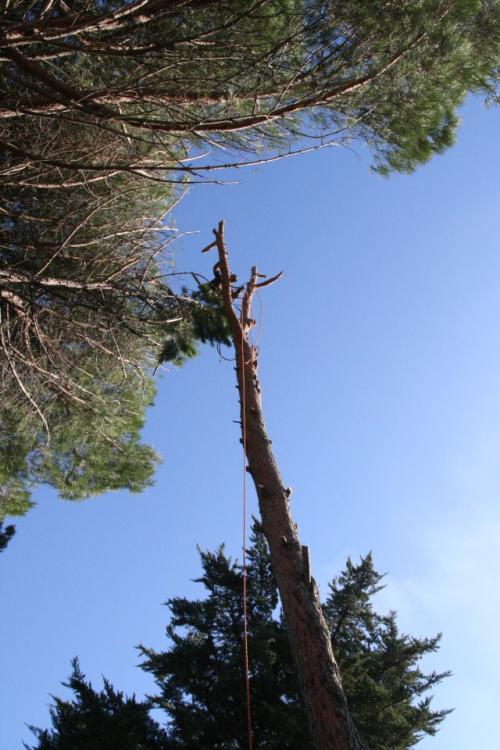 Un arbre au-dessus d'une maison et enchevêtré avec un autre, il faut être très vigilant !